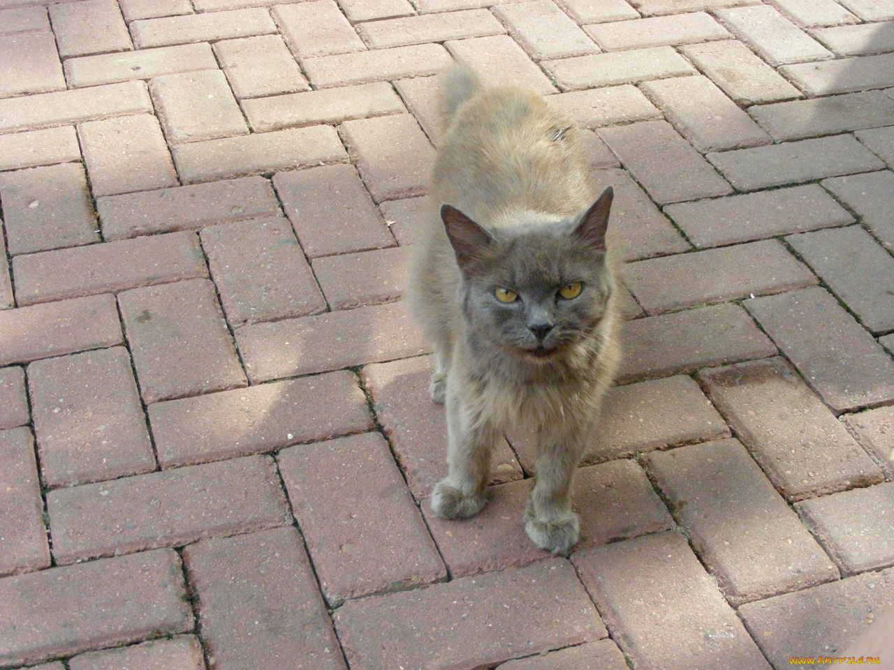 кот, животные, коты