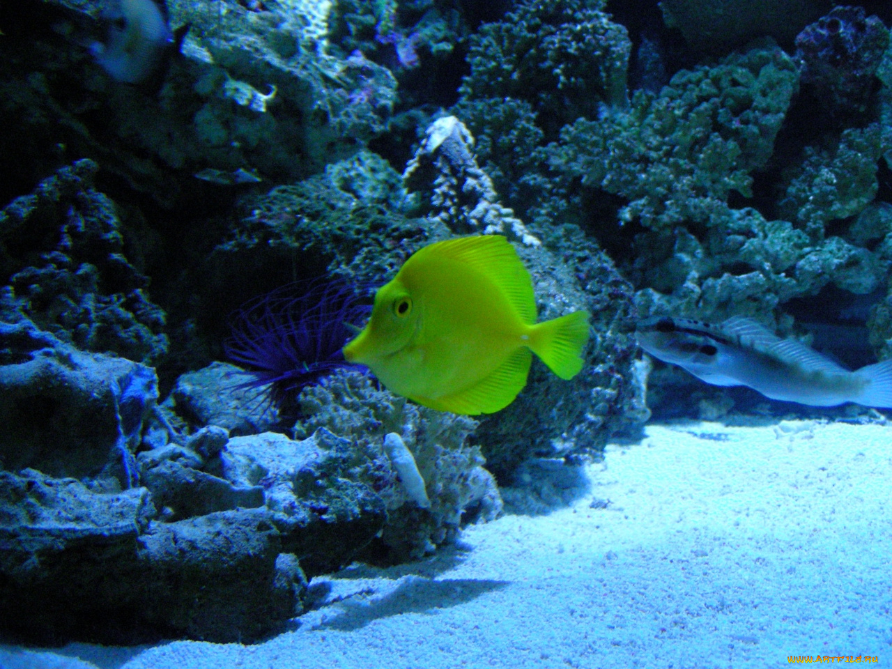 рыба, животные, рыбы