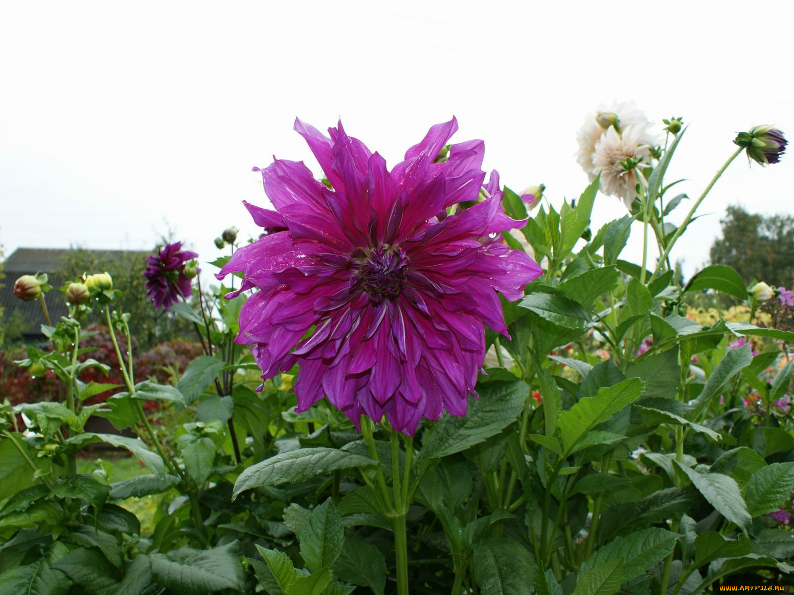 цветы, георгины