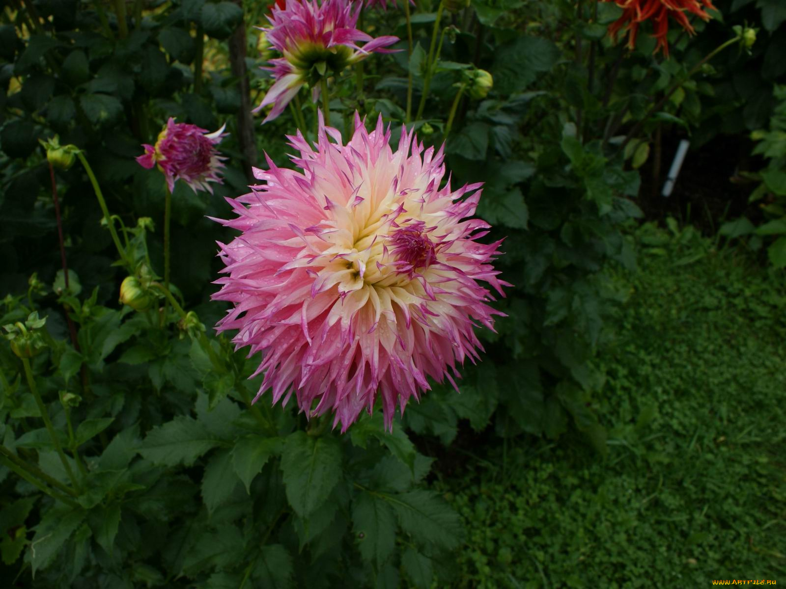 цветы, георгины