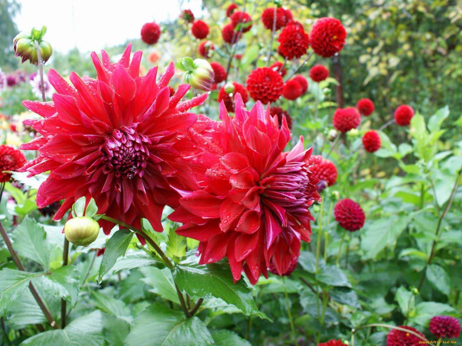 цветы, георгины