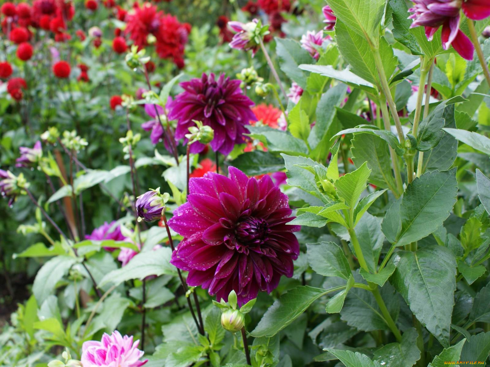 цветы, георгины