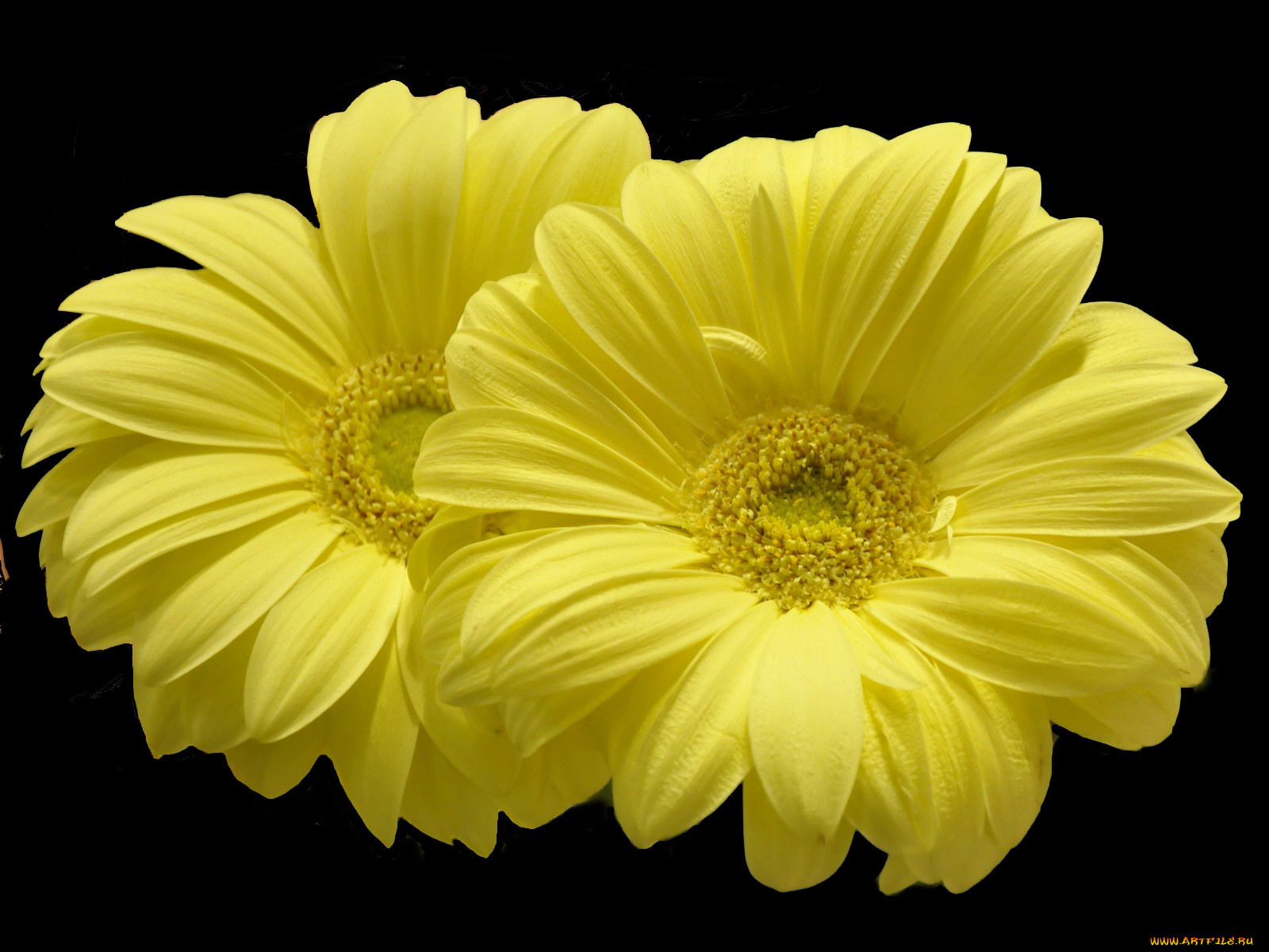 цветы, герберы