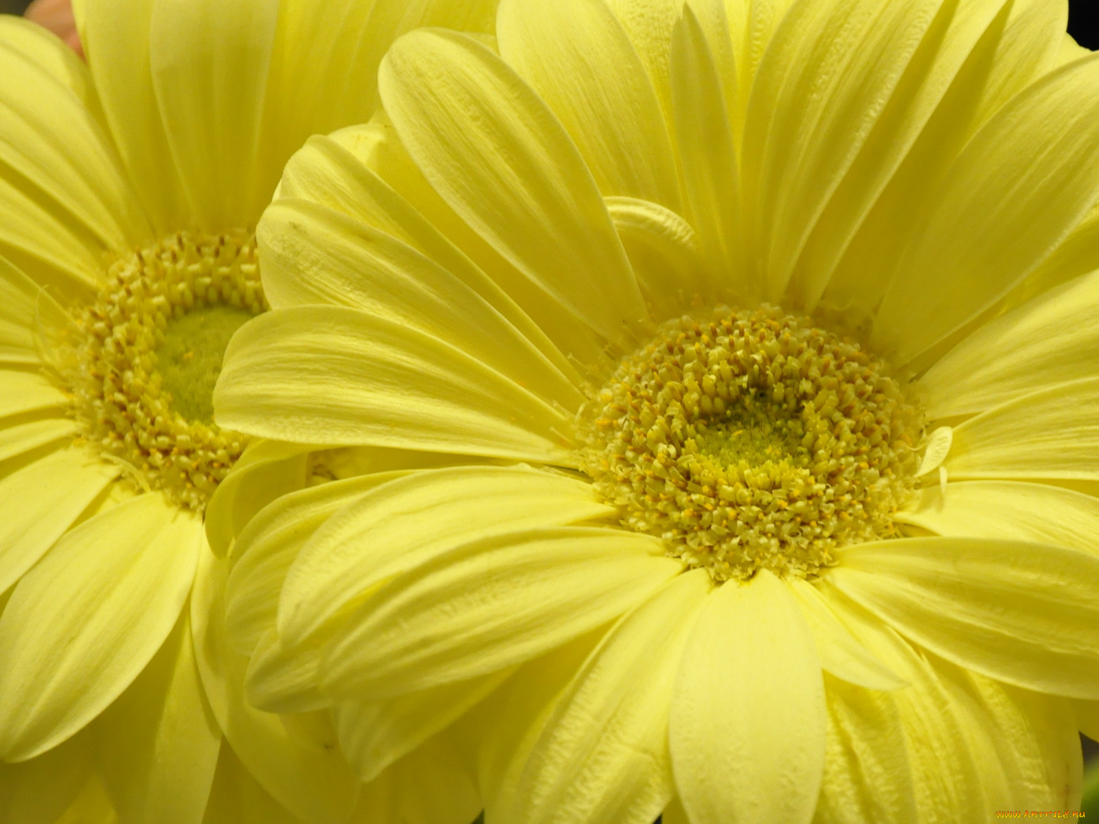 цветы, герберы