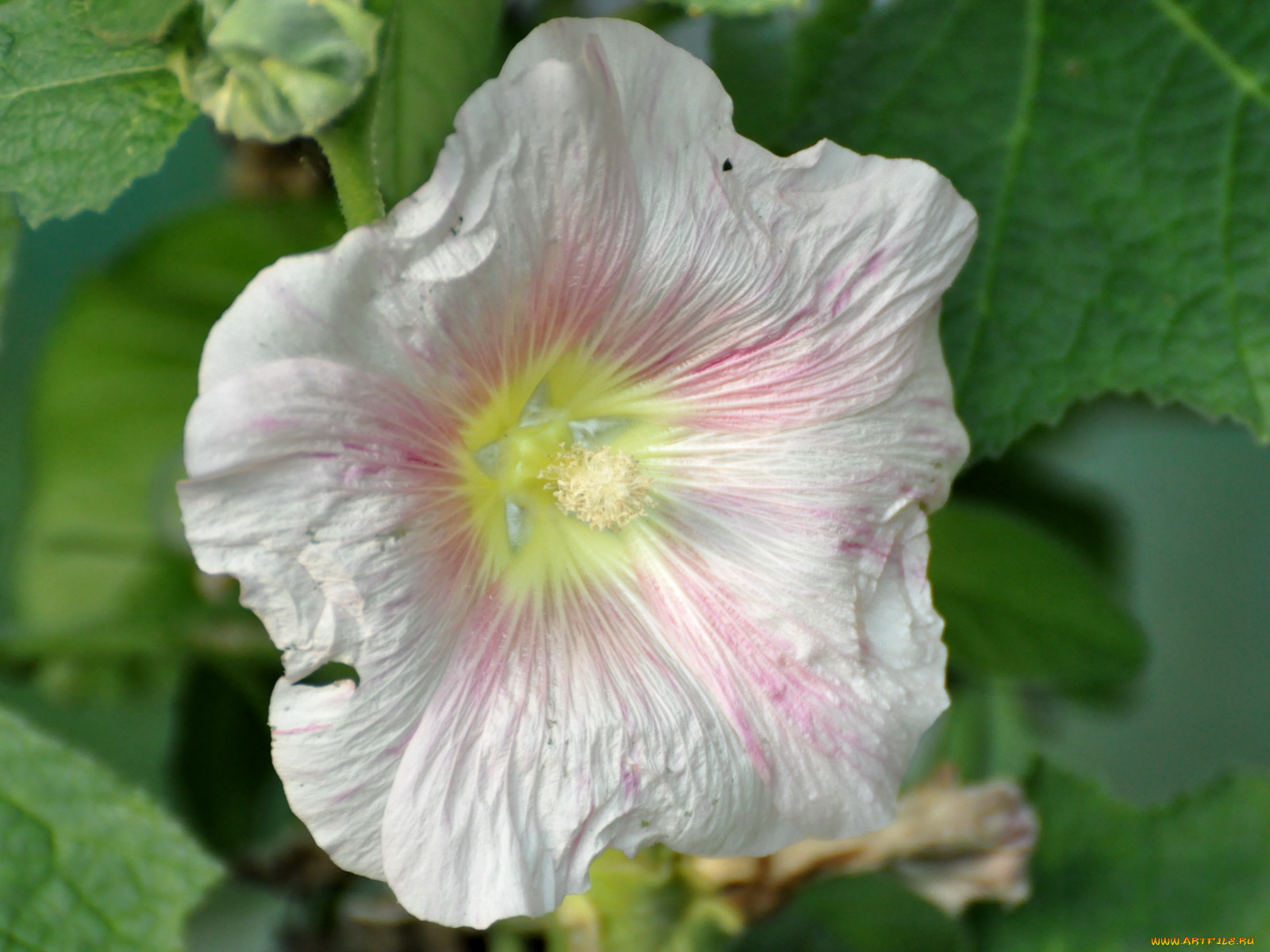 цветы, мальвы