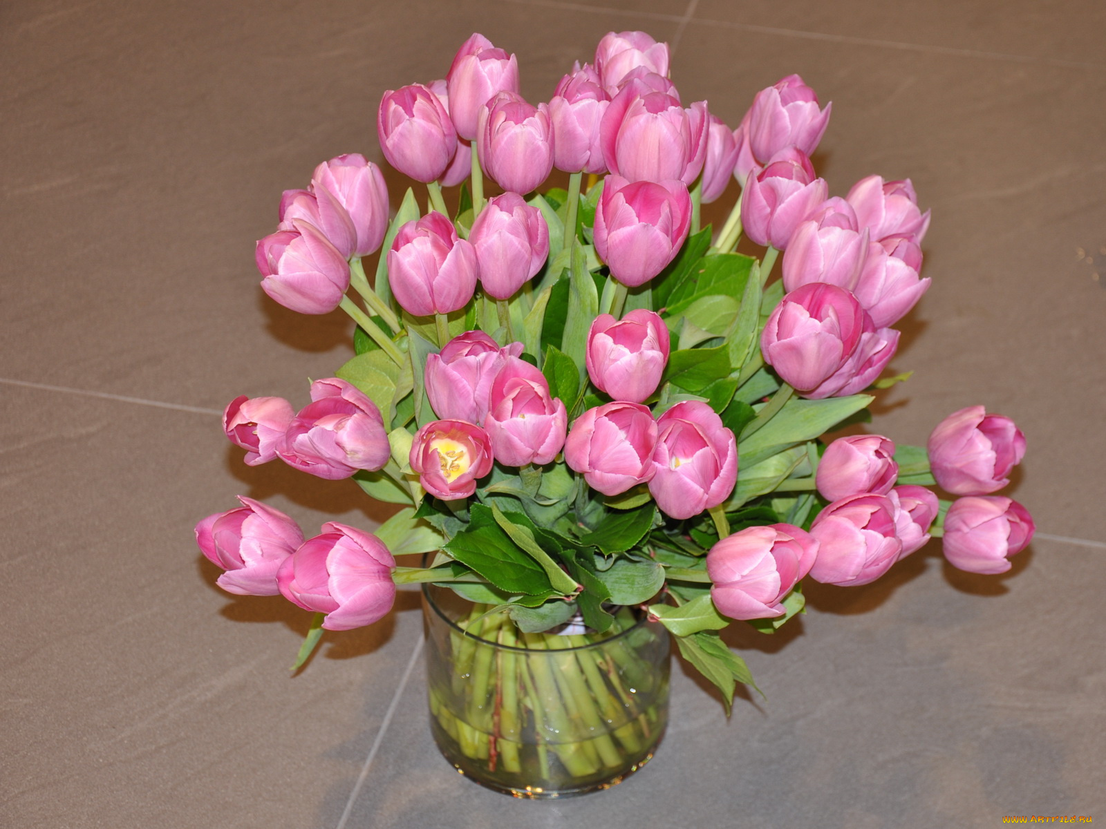 цветы, тюльпаны