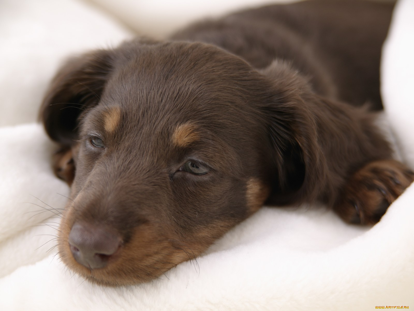 животные, собаки