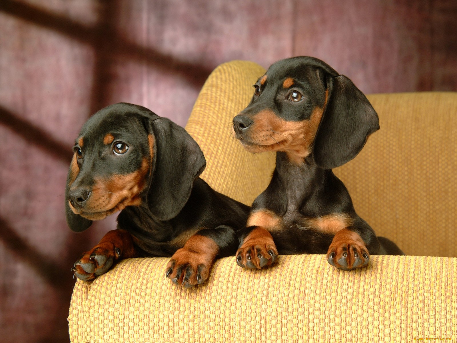 животные, собаки