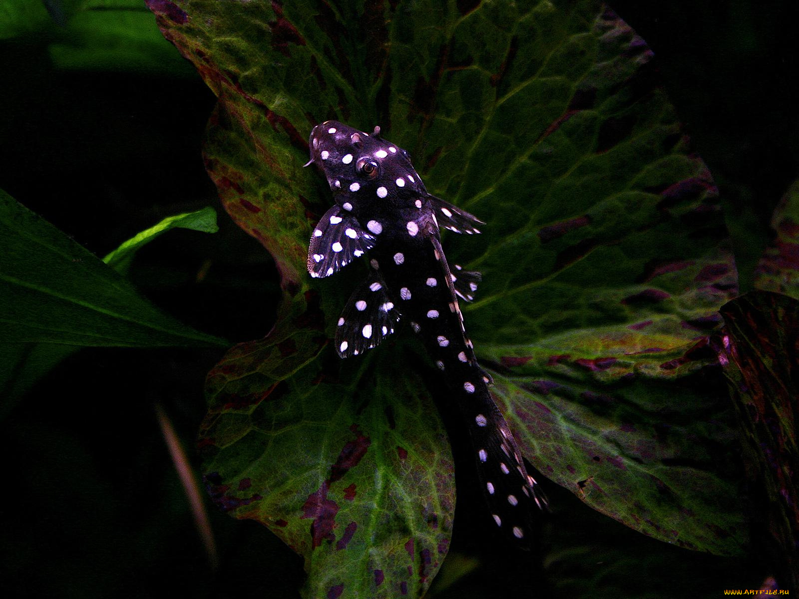 животные, рыбы