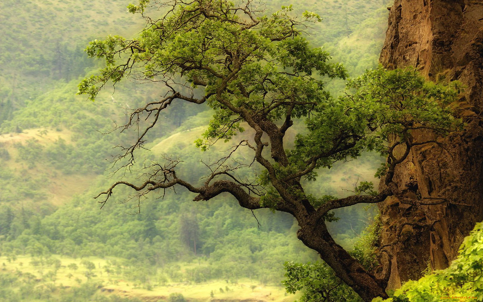 природа, деревья