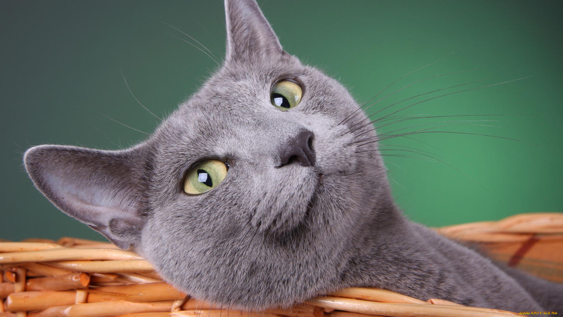 животные, коты