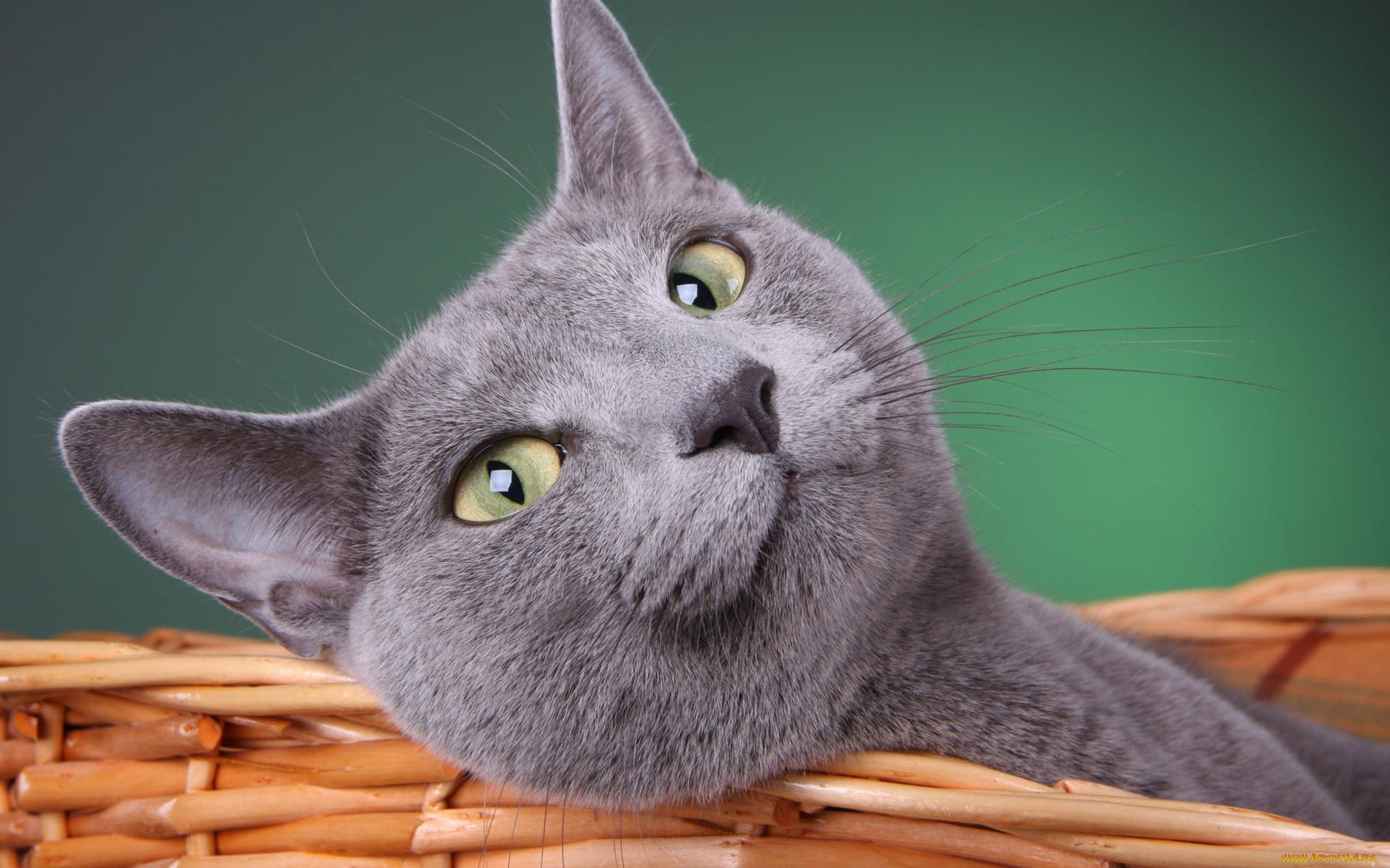 животные, коты