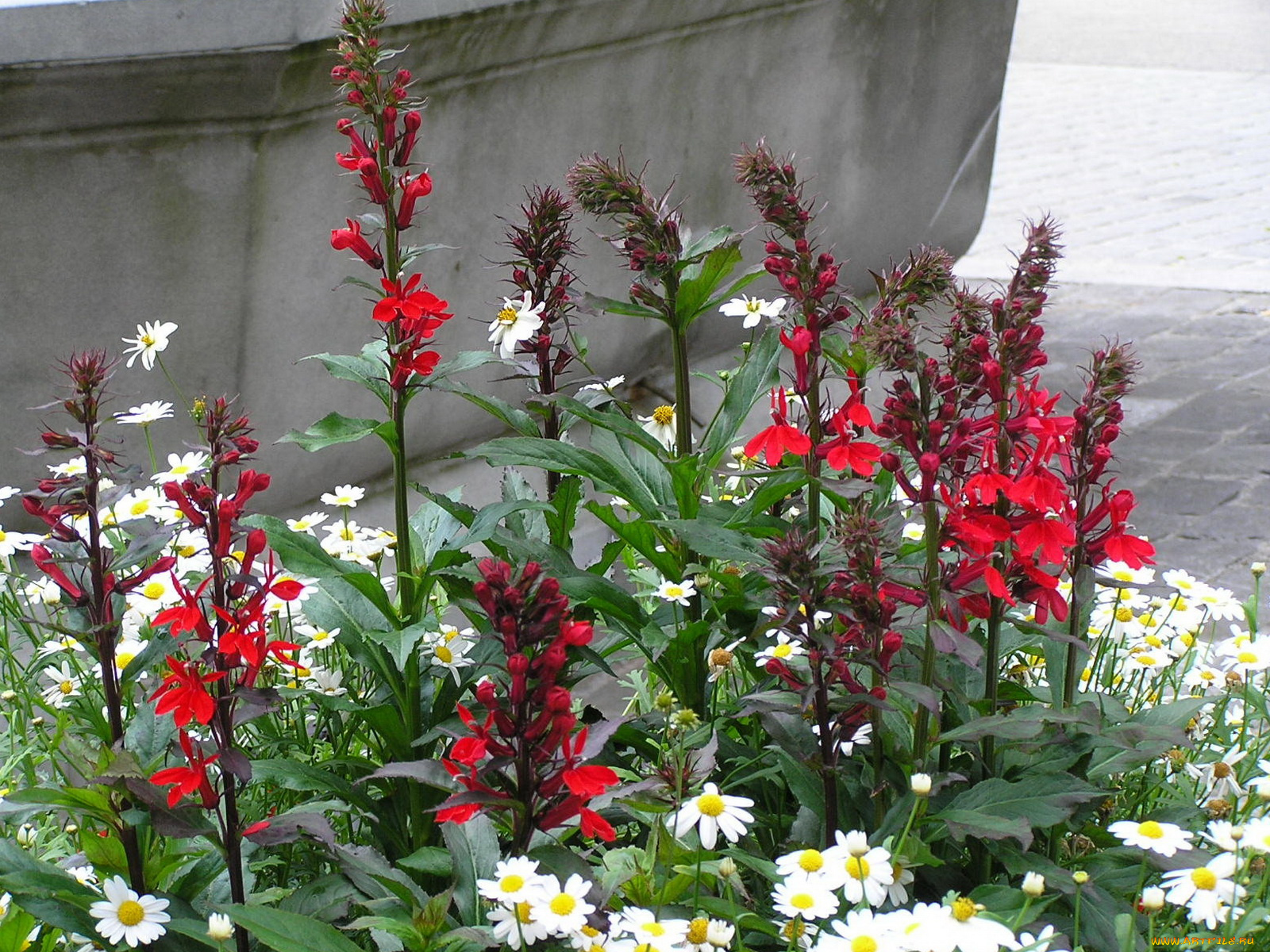 цветы, разные, вместе, белые, красные, лохматые