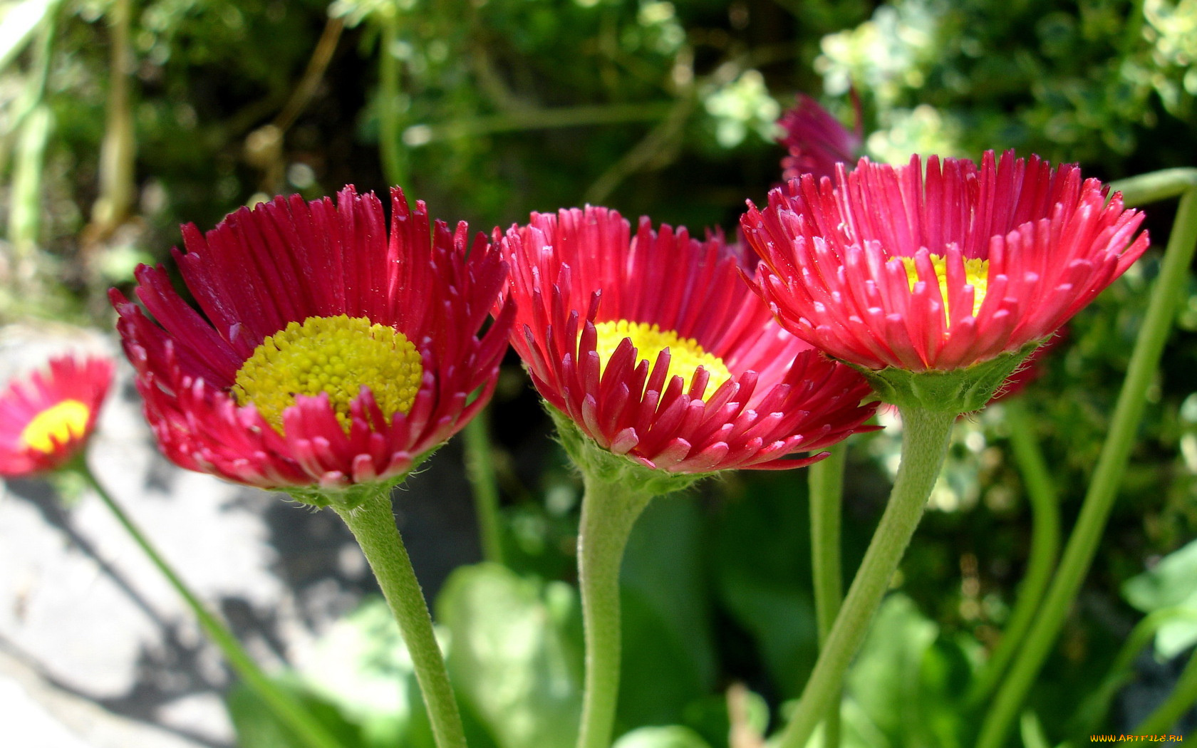 маргаритки, цветы, зеленый, желтый, красный