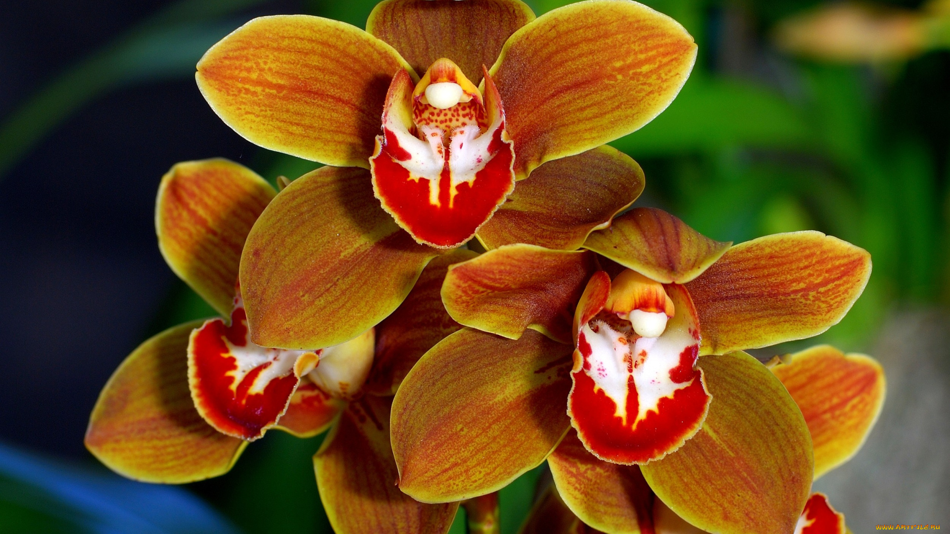цветы, орхидеи, коричневый, горчичный