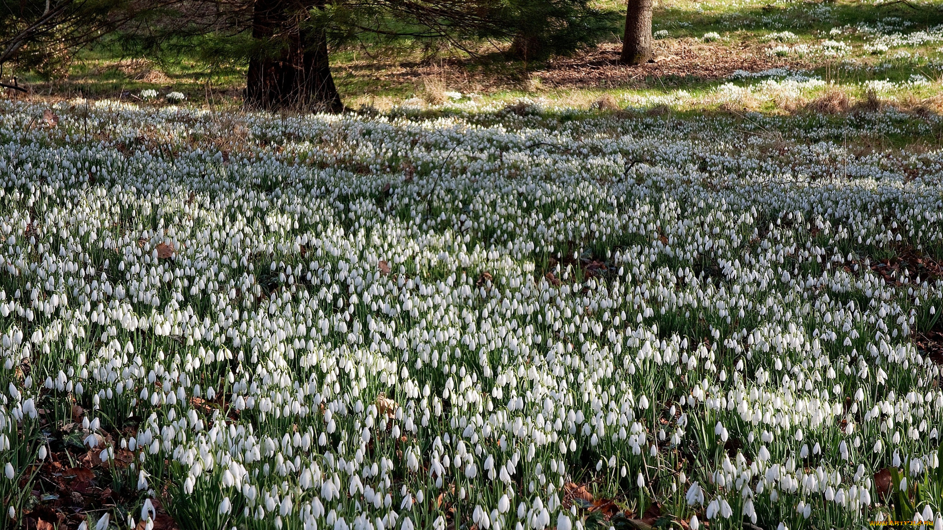 цветы, подснежники, белоцветник, много, белый, поляна