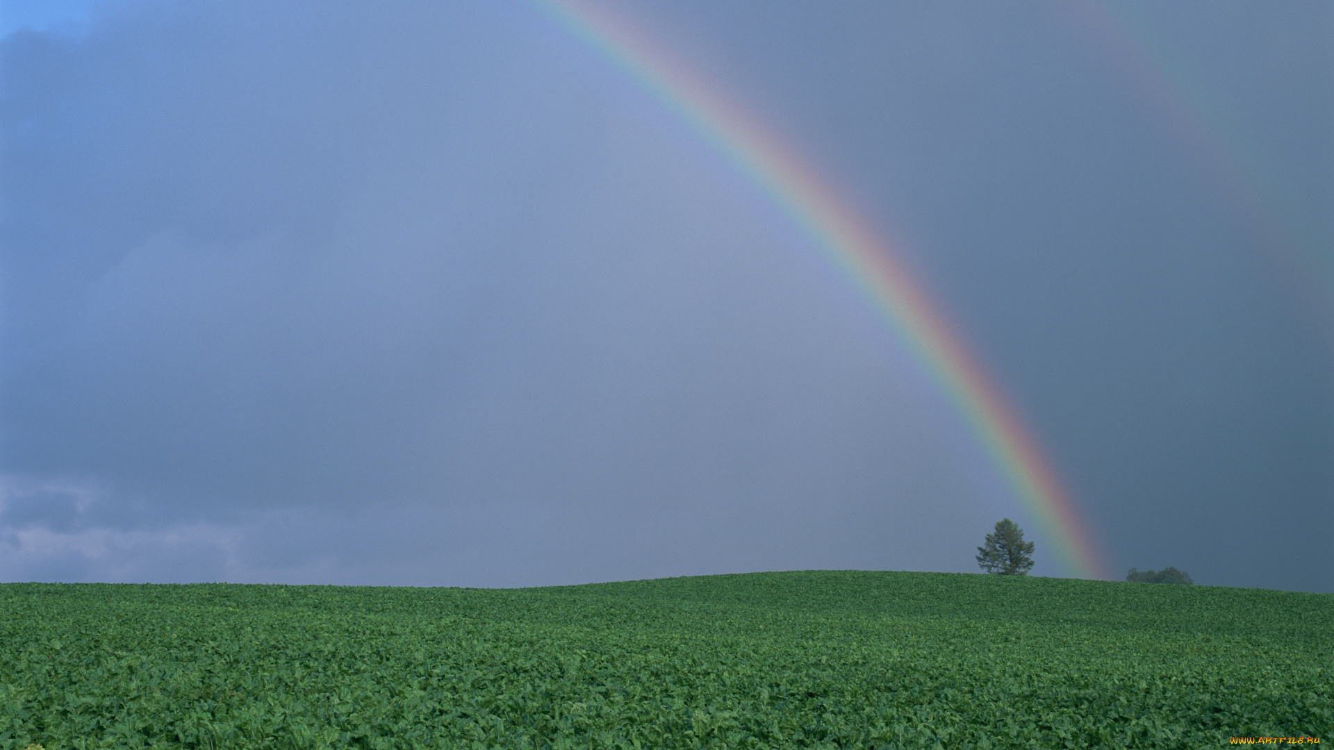 природа, радуга, поле