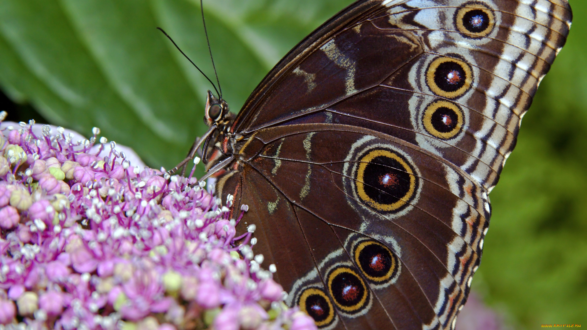 животные, бабочки, цветы, крылья