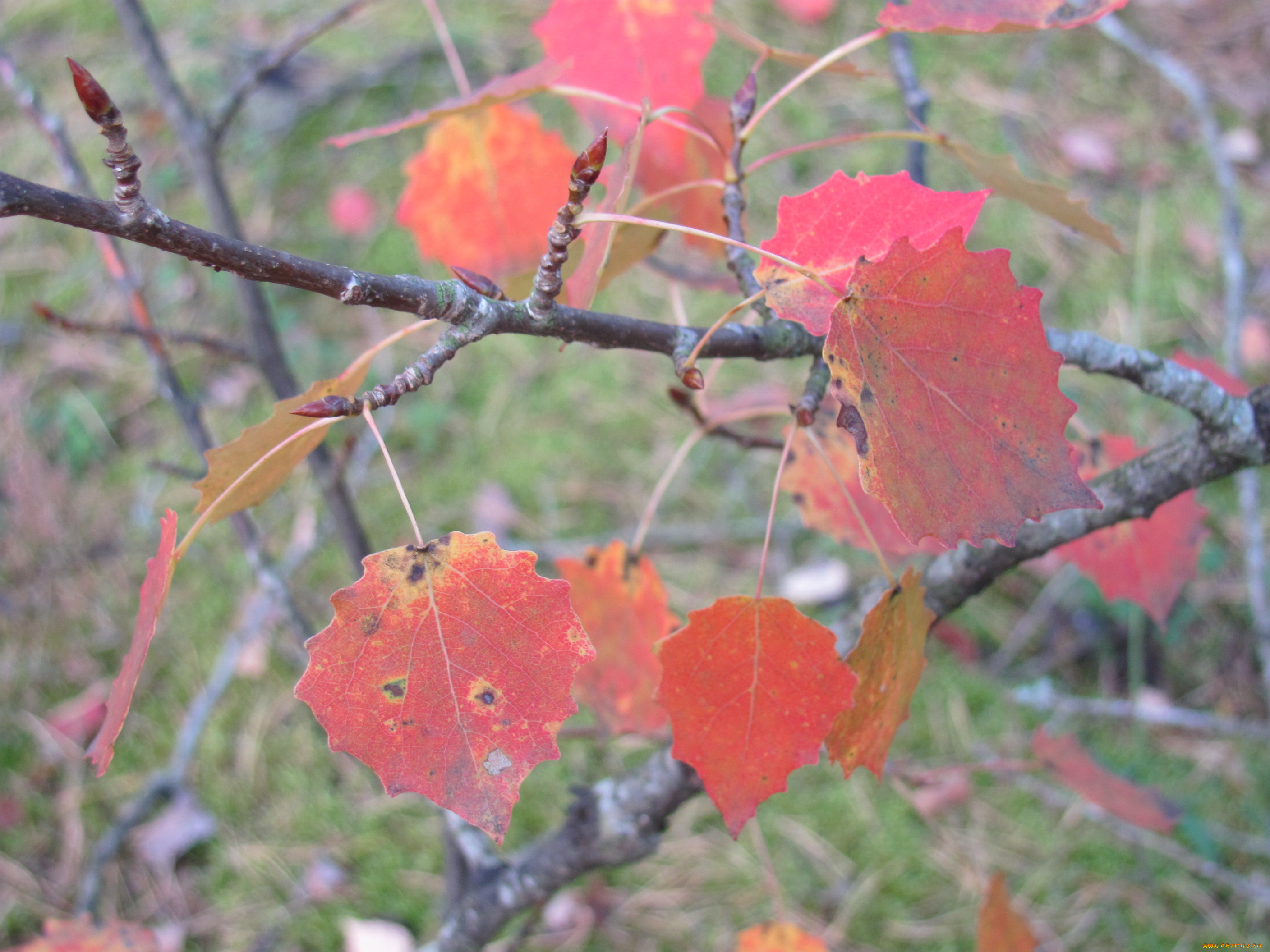 природа, листья, ветка, осень