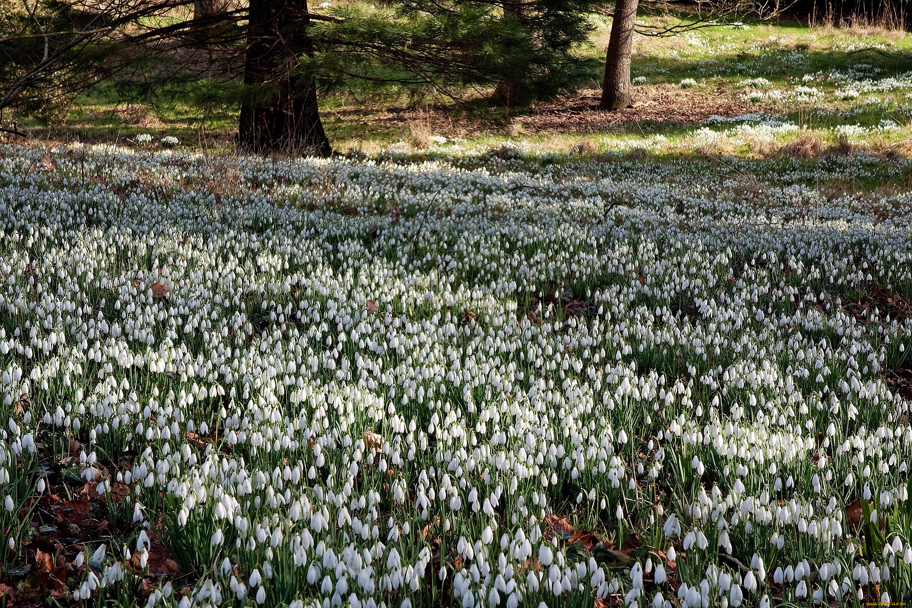 цветы, подснежники, белоцветник, много, белый, поляна