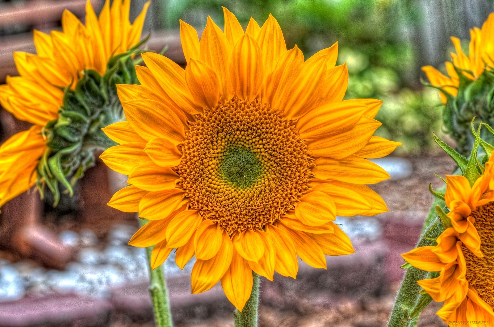 цветы, подсолнухи, желтый, лепестки