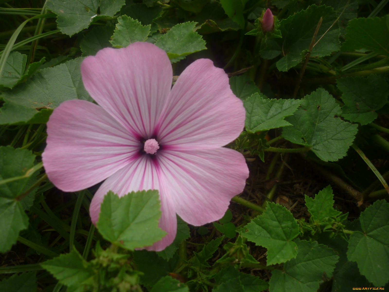цветы, лаватера, бутон