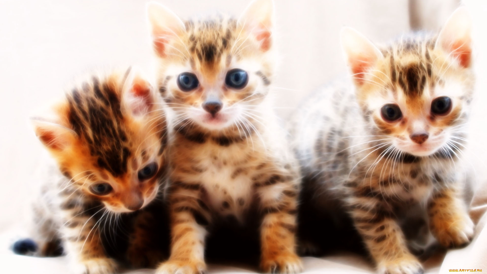 3д, графика, animals, животные, котята