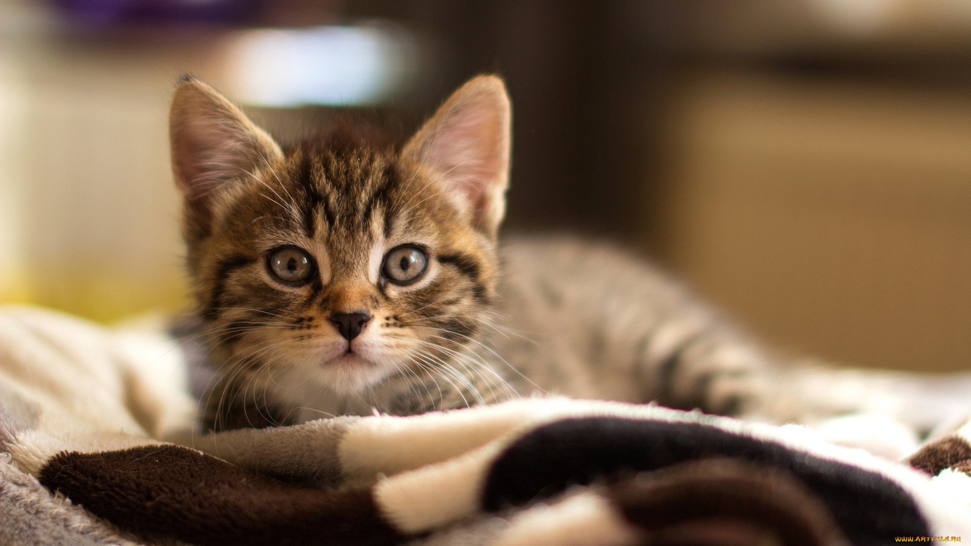 cat, животные, коты, котенок, взгляд