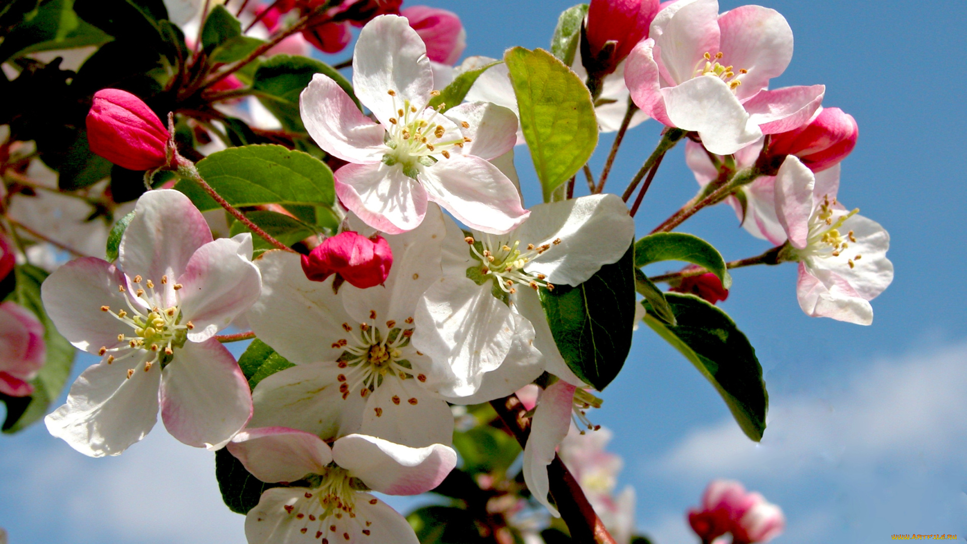 цветы, цветущие, деревья, кустарники, яблоня, ветки