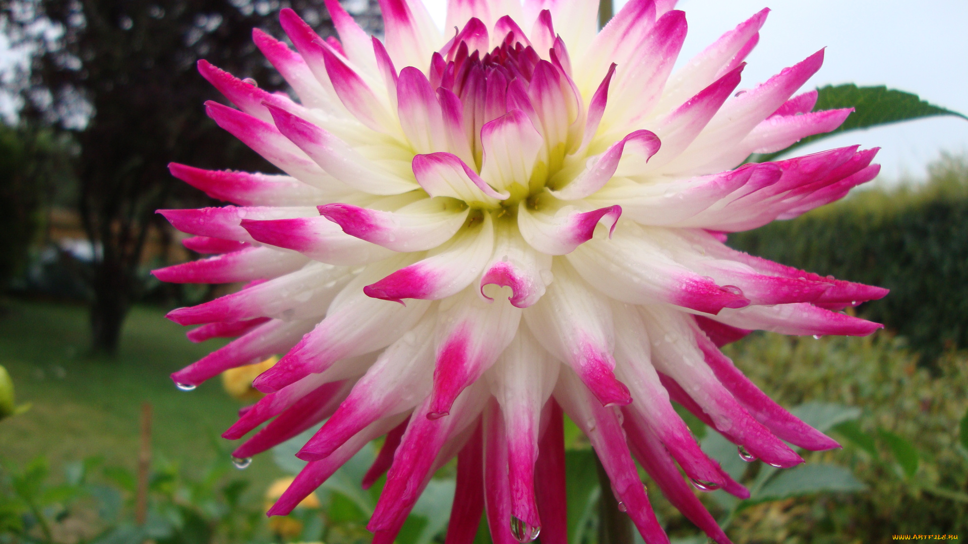 цветы, георгины