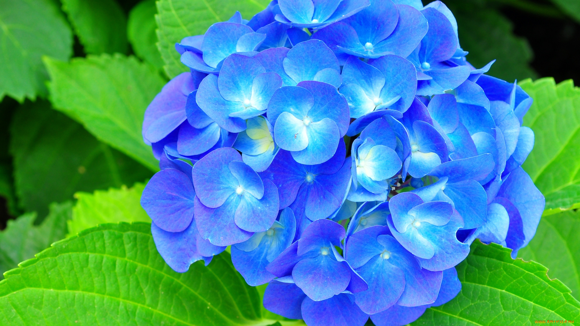 цветы, гортензия, синий, шар