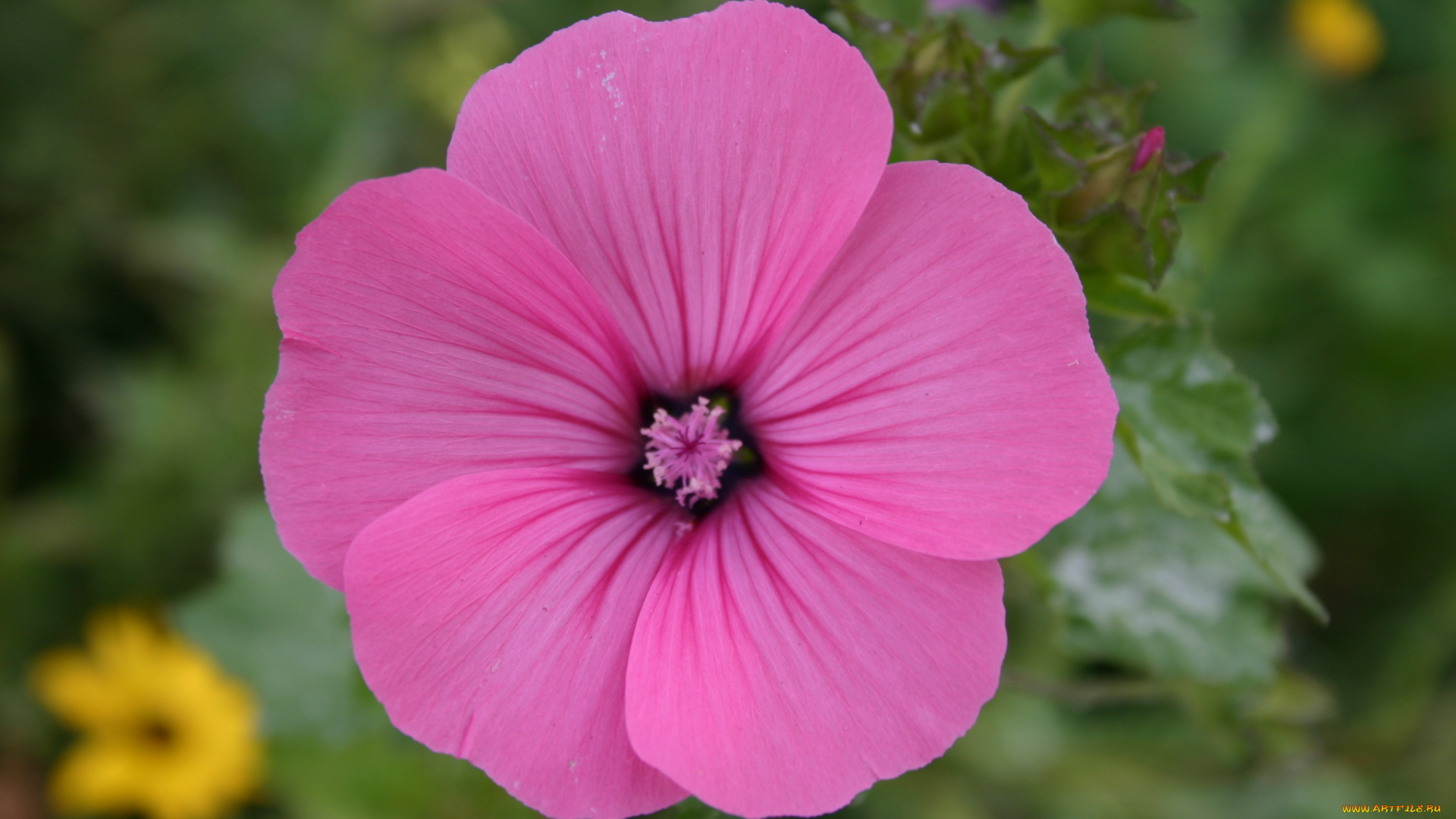 цветы, лаватера, бутон