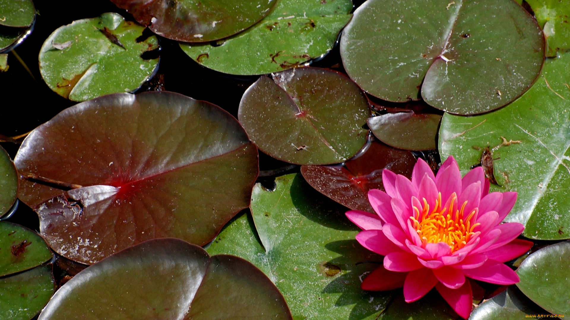 цветы, лилии, водяные, нимфеи, кувшинки, розовый, вода, листья