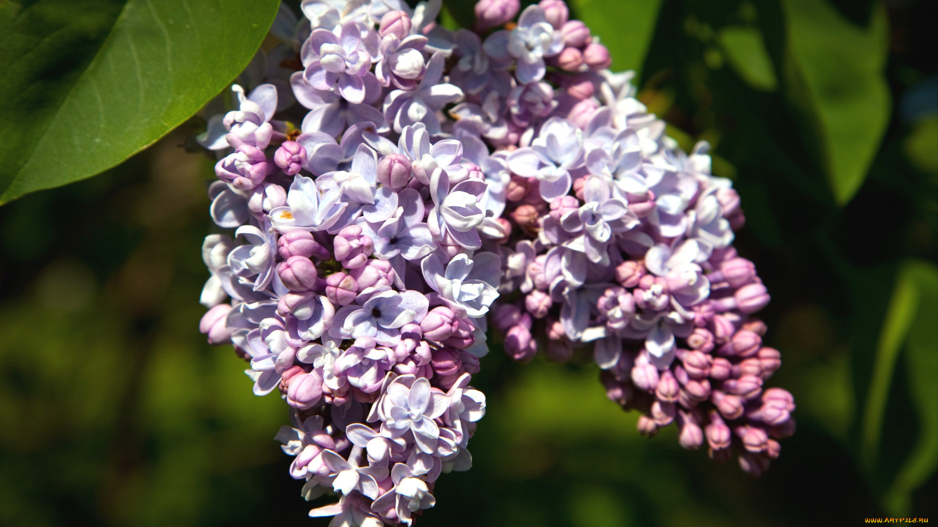 цветы, сирень, гроздь