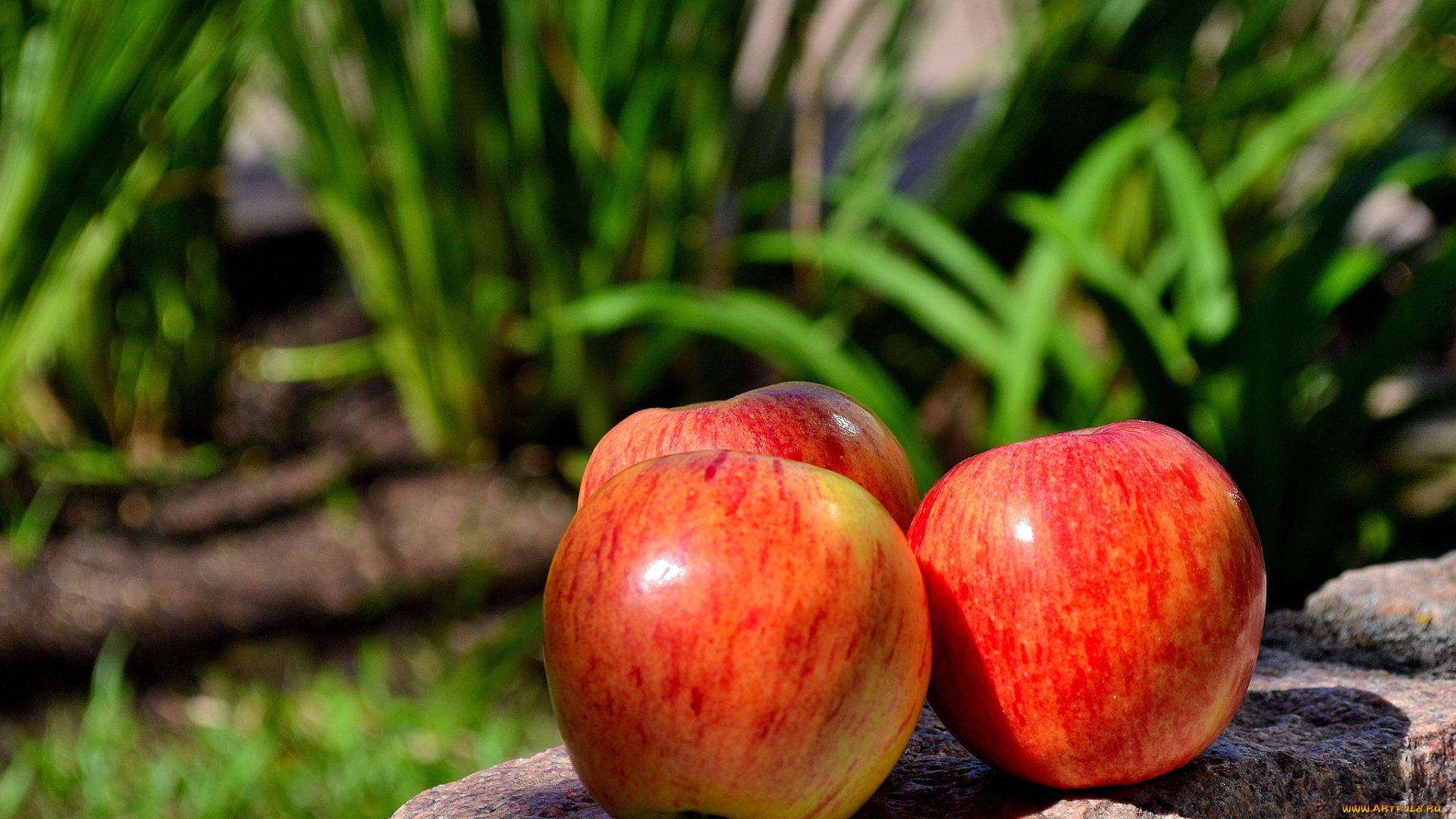 еда, Яблоки, спелый, красный