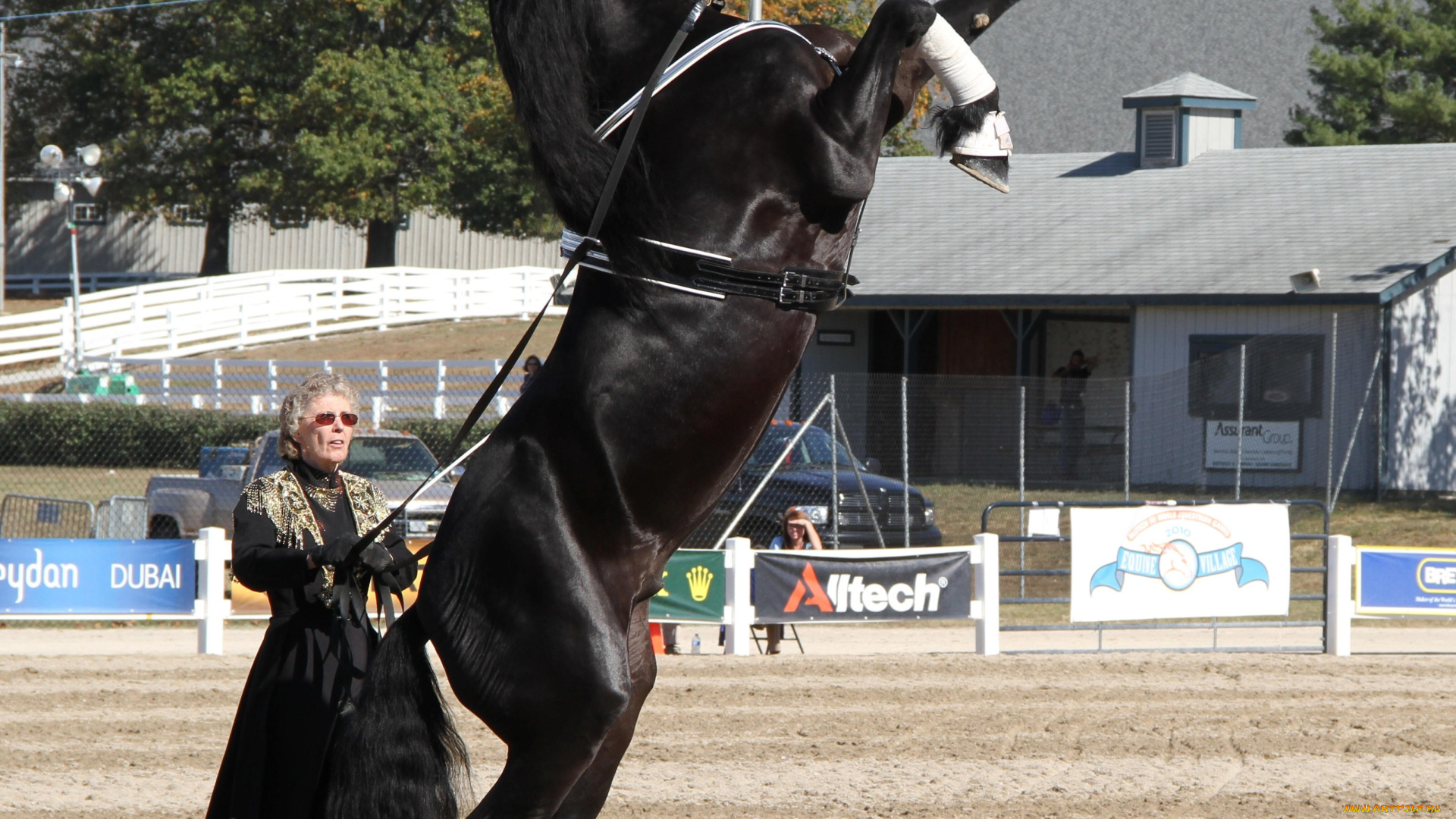 friesian, rearing, up, животные, лошади, жеребец, вороной, на, дыбах