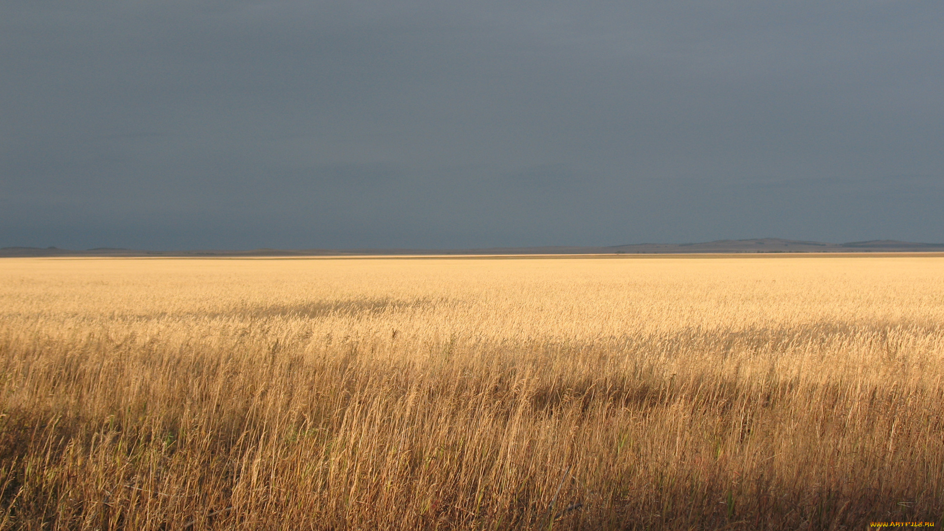 край, природа, поля, даль, степь, пшеница, поле, зеренда, осень, лето, горизонт, бескрайний, простор, брещук