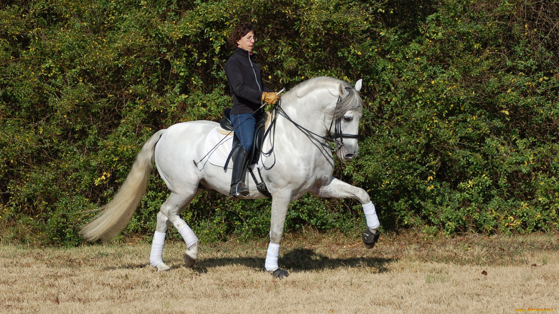 morning, exercises, животные, лошади, выездка, всадник, конь