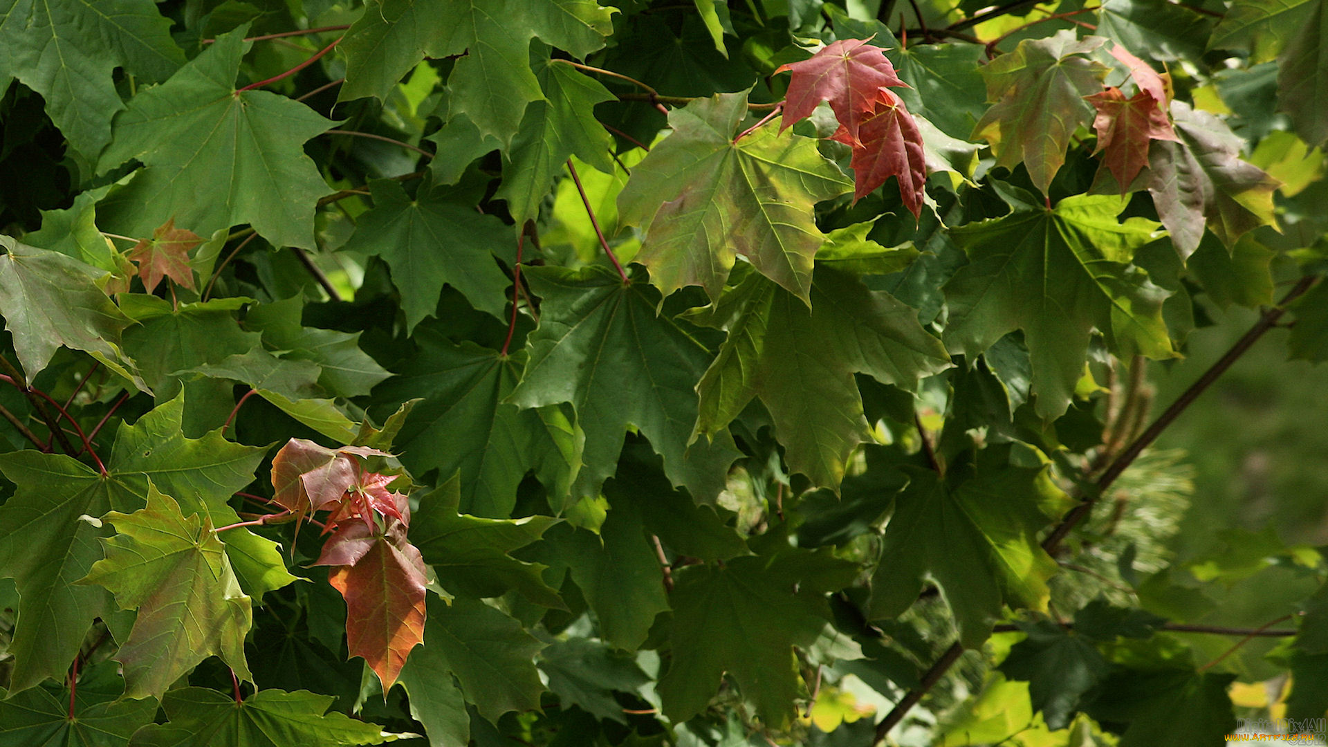 природа, листья, ветка, лисмтья