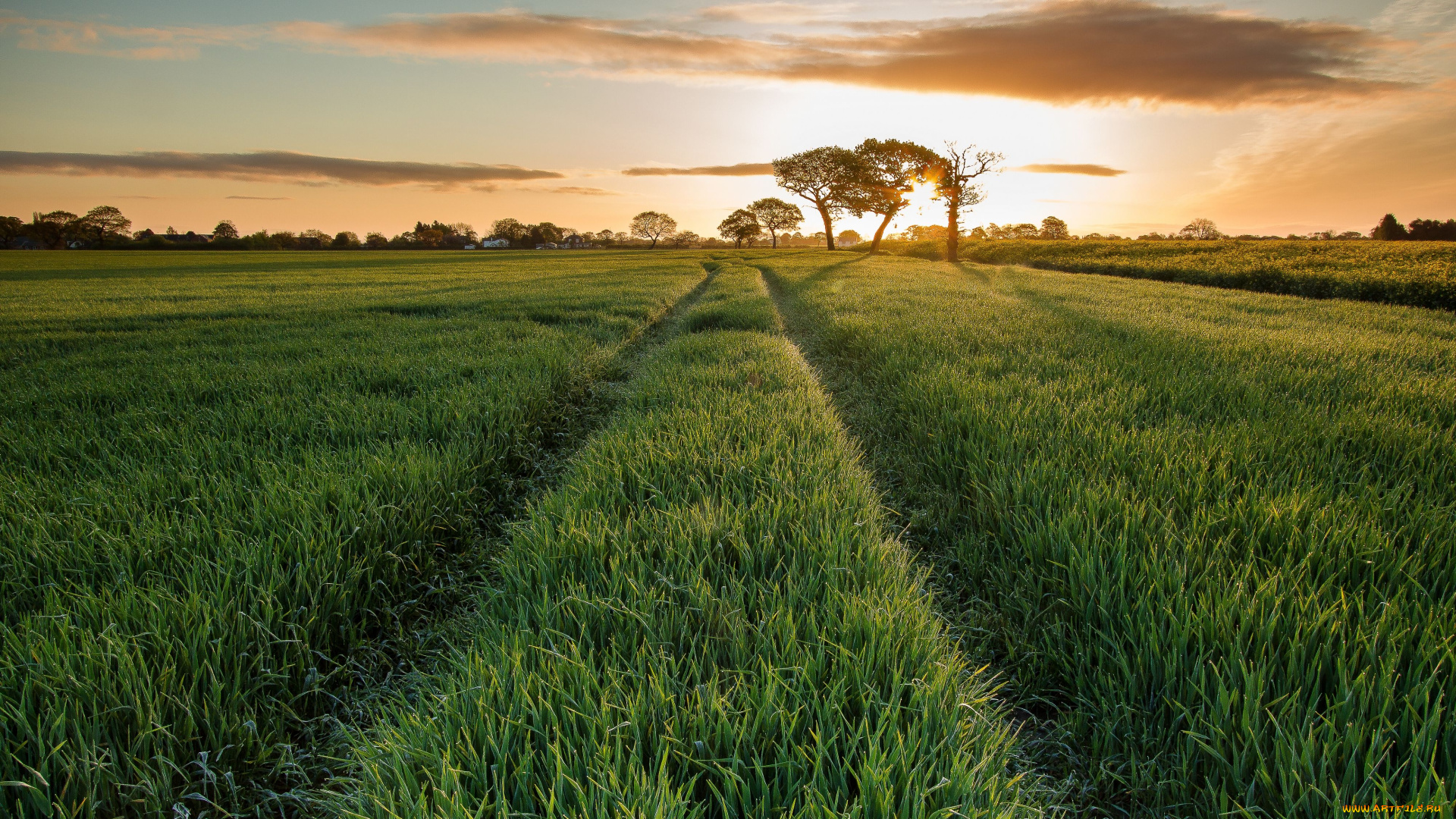 природа, поля, пейзаж, утро, восход