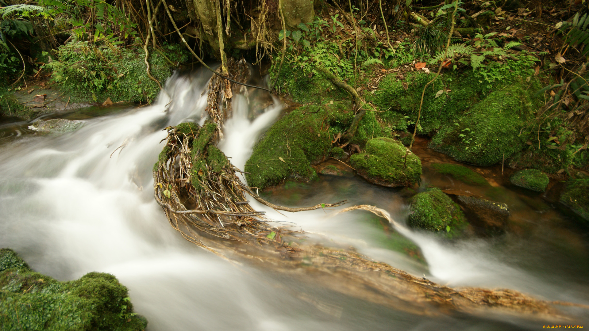 природа, реки, озера, лес, река, камни