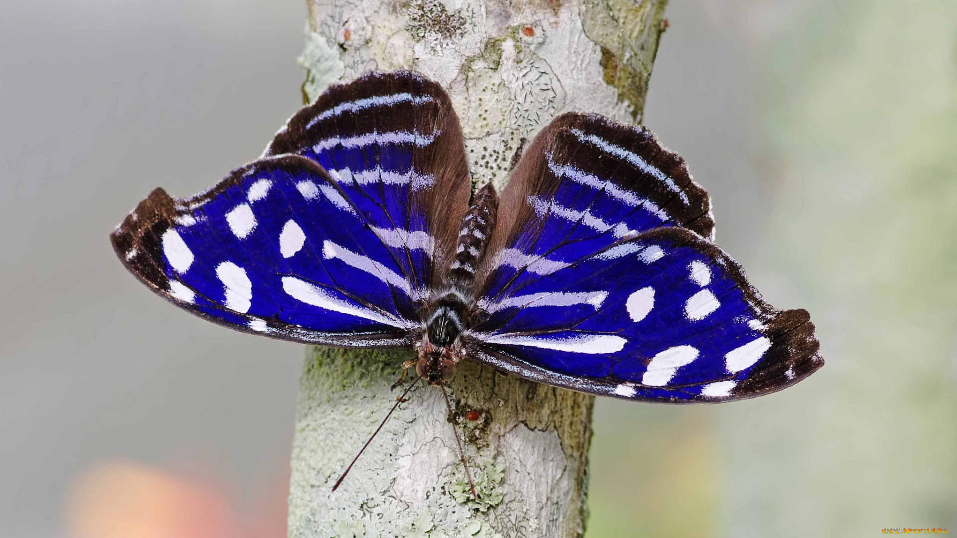 животные, бабочки, крылья, пестрый
