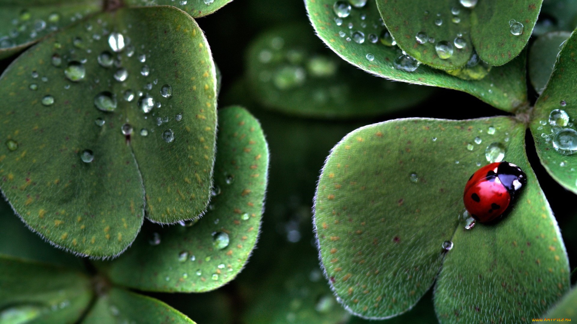 животные, божьи, коровки, божя, коровка