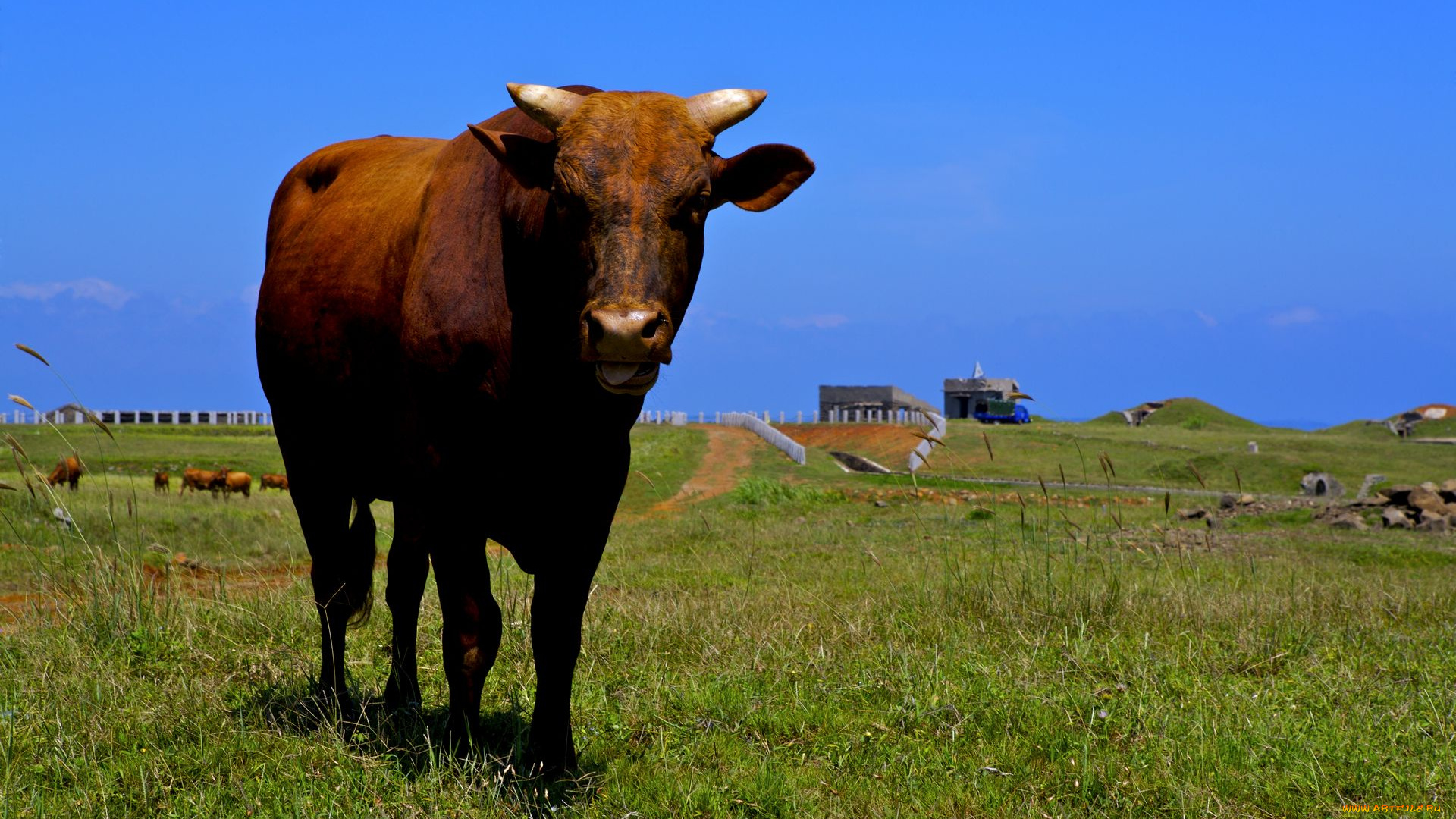 животные, коровы, буйволы, корова