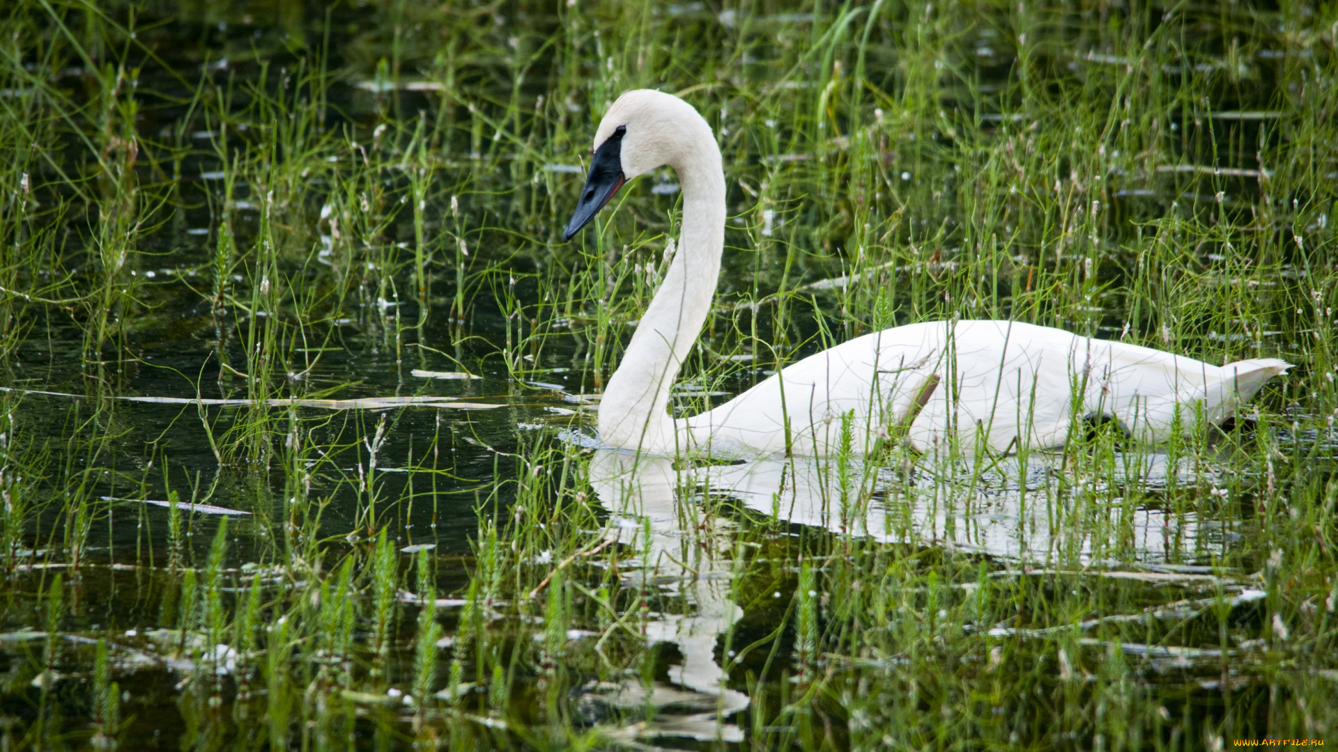 животные, лебеди, вода, заросли, белый