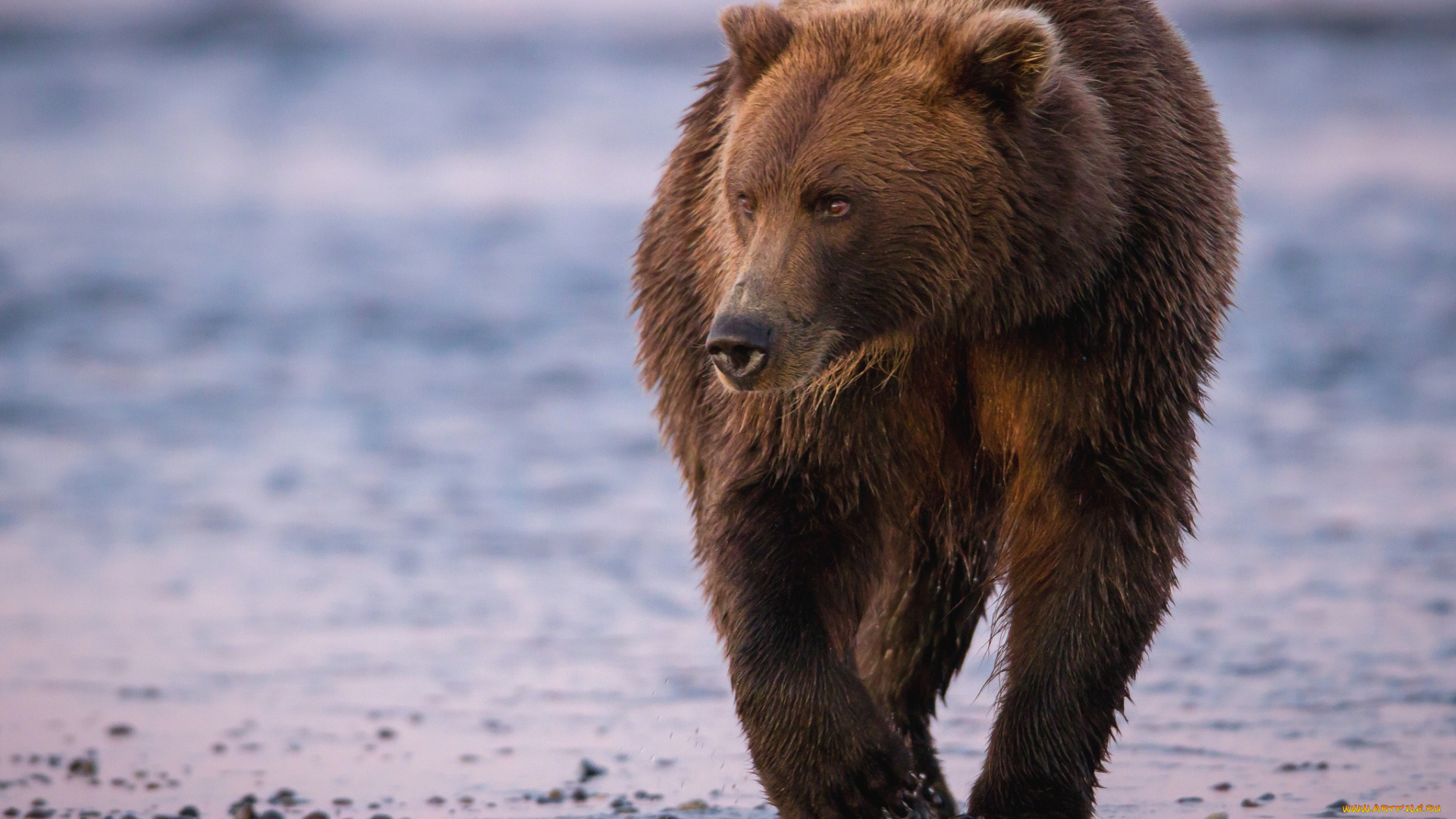 животные, медведи, бурый, побережье, прогулка