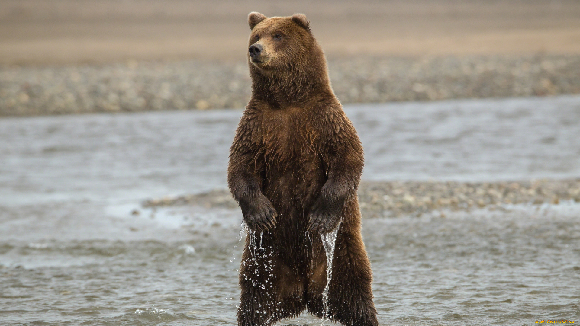 животные, медведи, бурый, стойка