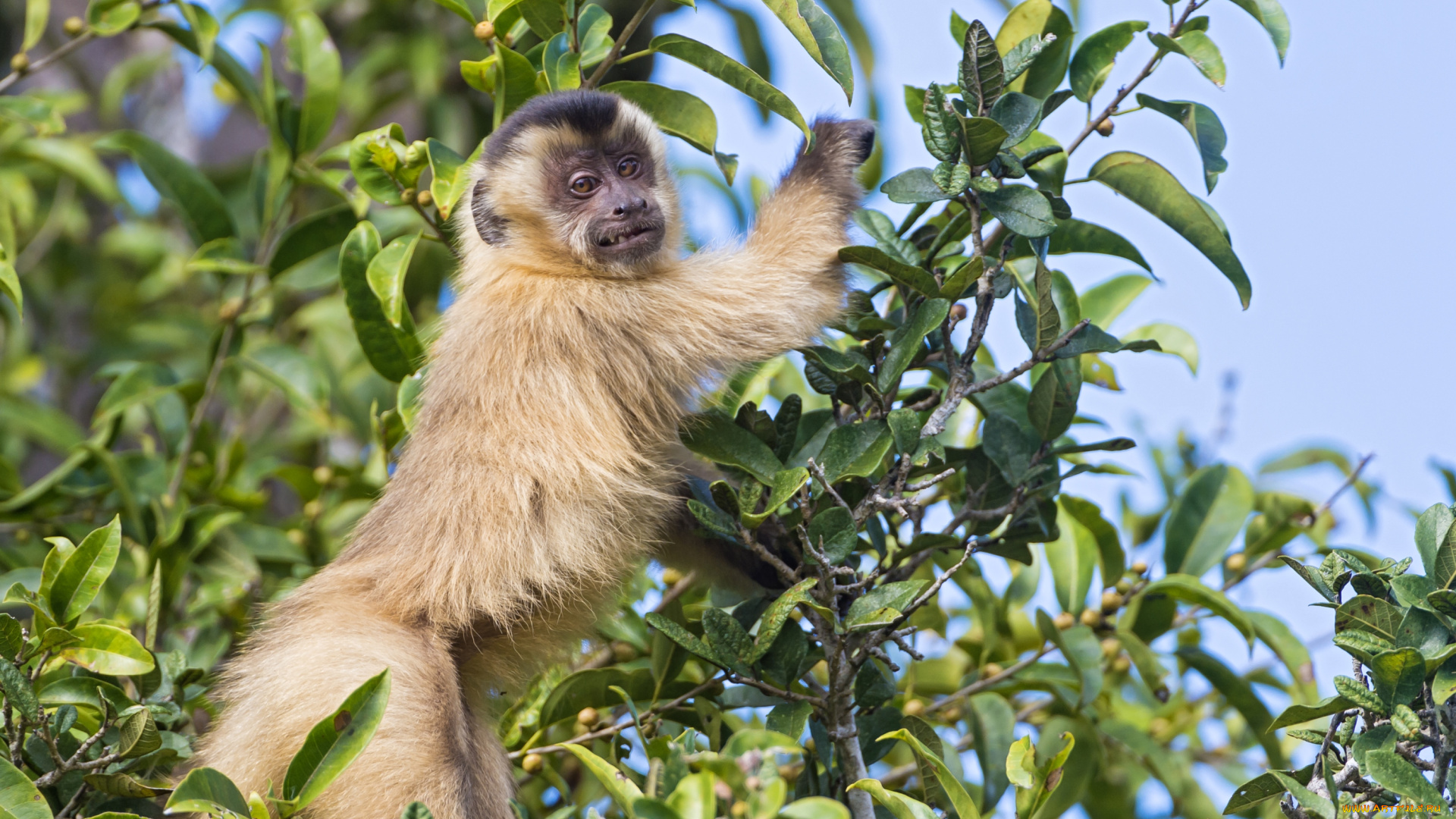 животные, обезьяны, дерево, ветки, капуцин, ухмылка