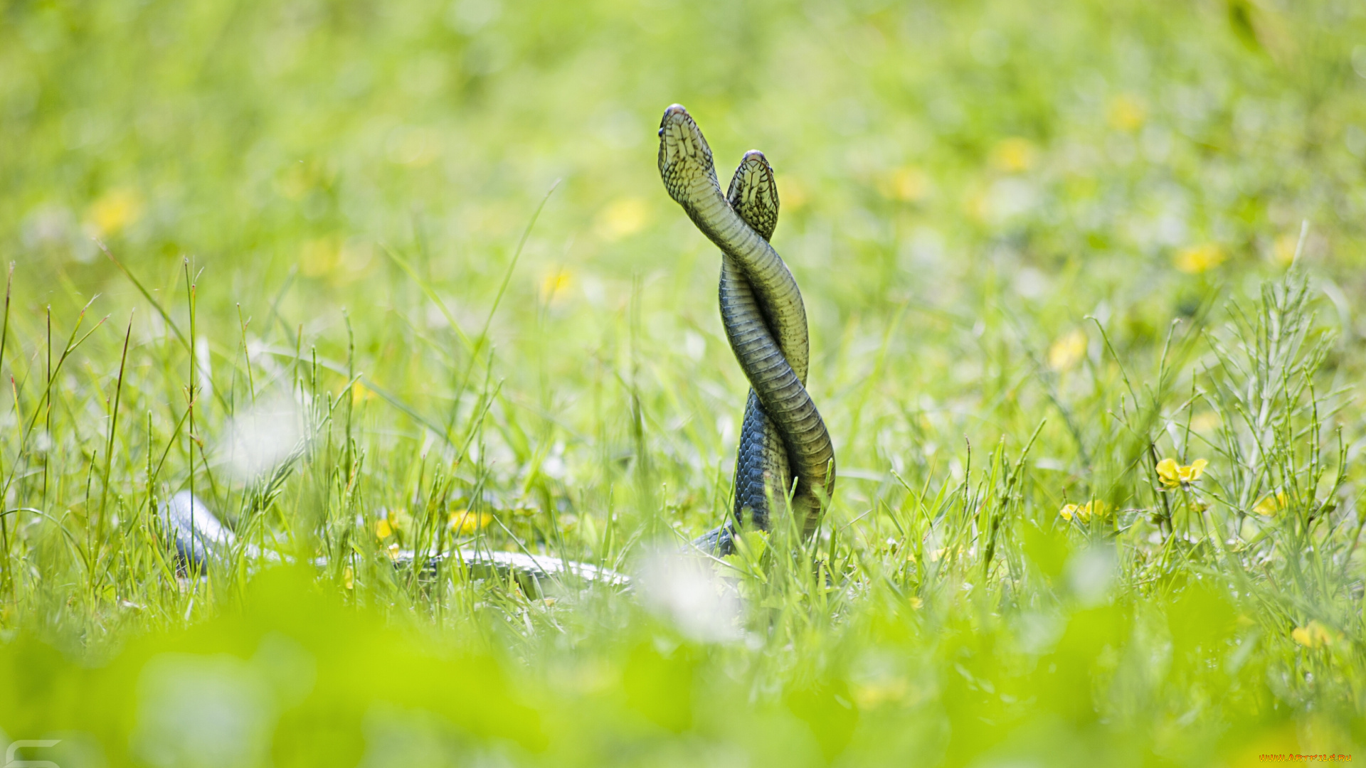 животные, змеи, питоны, кобры, трава, любовь