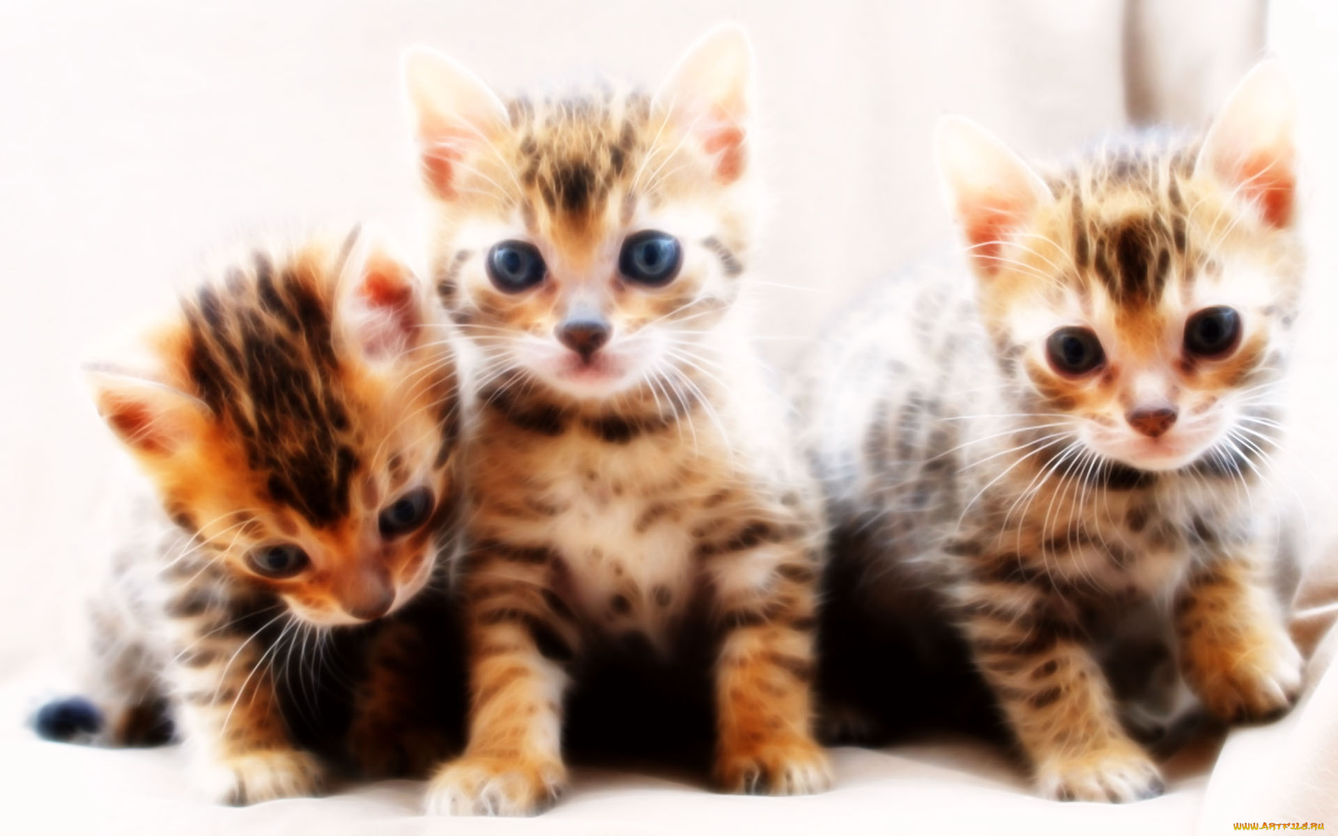 3д, графика, animals, животные, котята